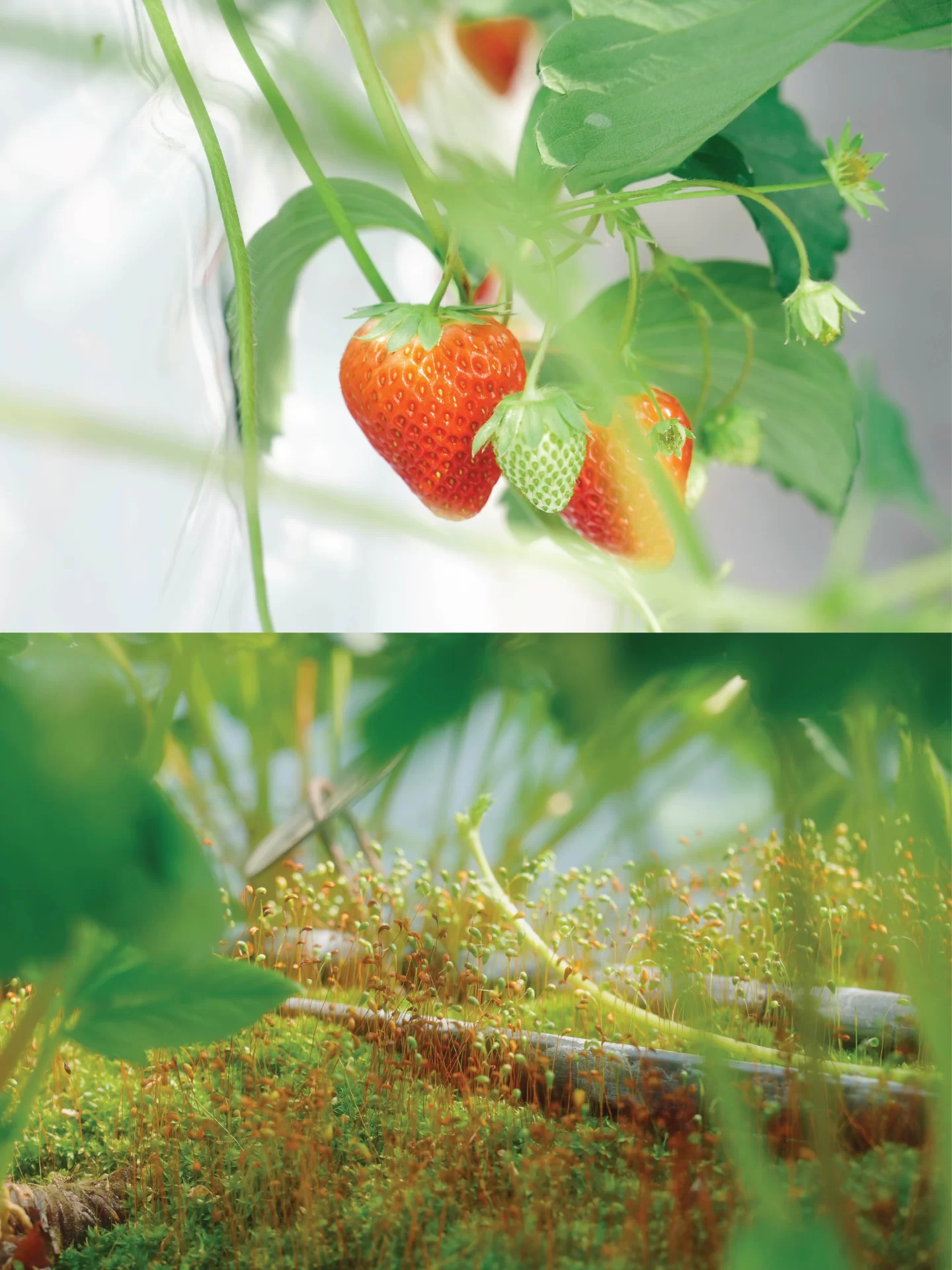 web_straw